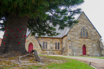 Poppies around a pine tree at St Michael's Cathedral, Wollongong. Photo: Lauren Russell